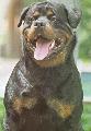 A gazdknak ajnlott a rottweilert kutyaiskolba vinni